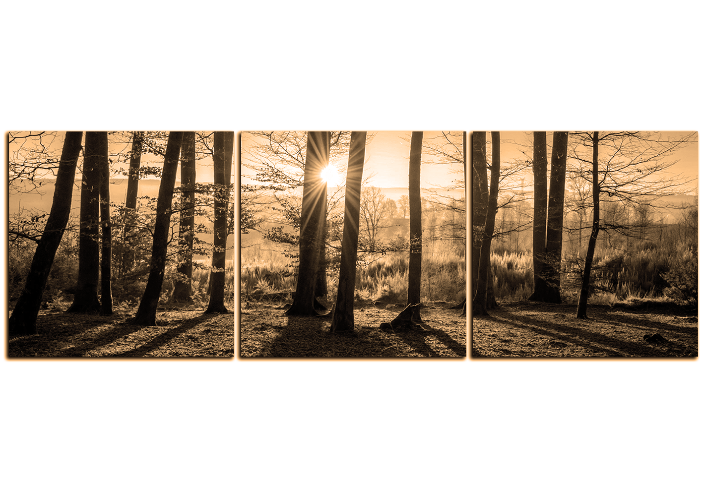 Obraz na plátně - Podzimní ráno v lese - panoráma Obraz na plátně - Podzimní ráno v lese - panoráma